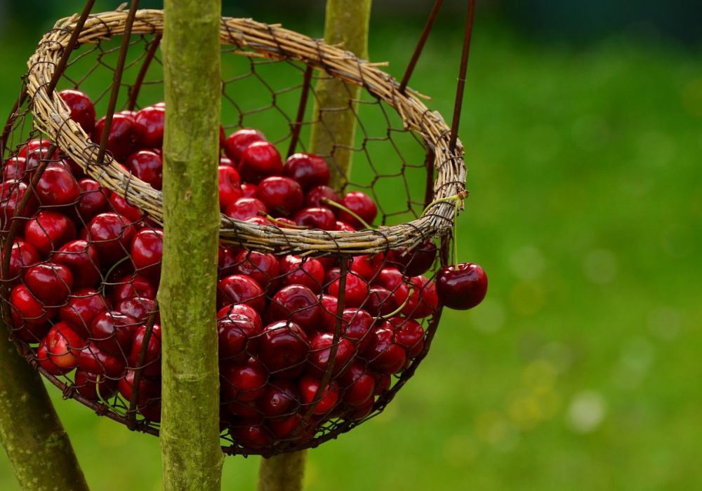 cherries, fruits, basket-1503974.jpg